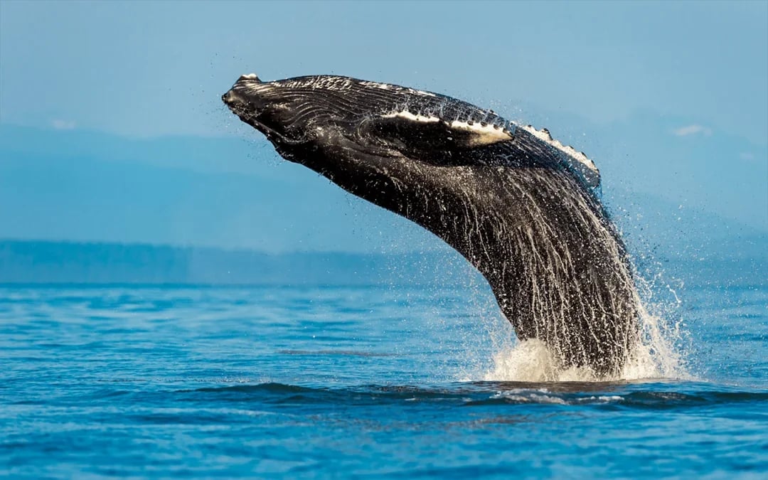 Sydney Whale Watching Cruise with Marine Biologist Commentary Image 1