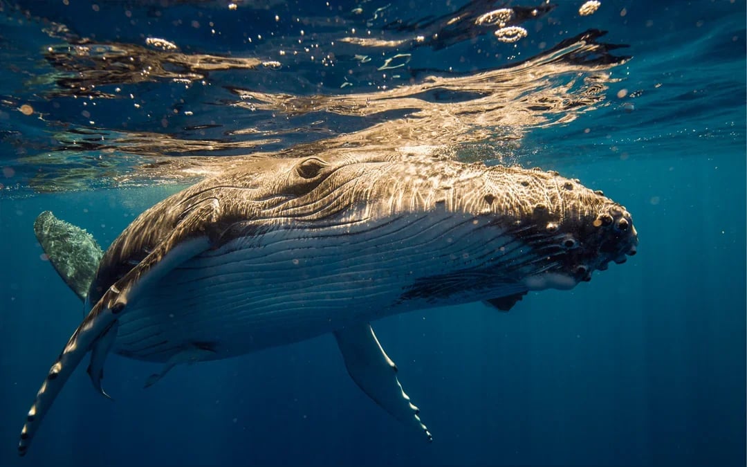 Sydney Whale Watching Cruise with Marine Biologist Commentary Image 5
