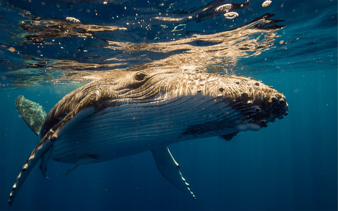 Sydney Whale Watching Cruise with Marine Biologist Commentary Image 5