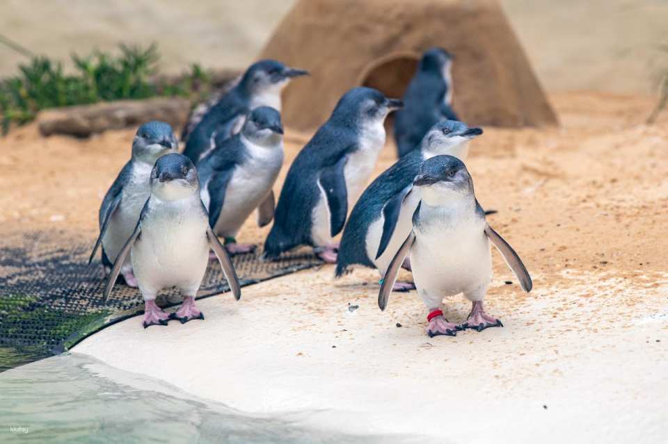 Sydney Zoo Entry Ticket | New Sales Wales