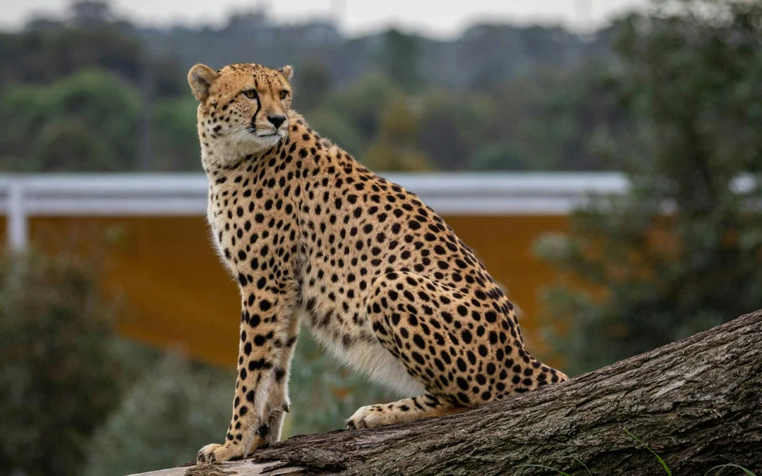 Sydney Zoo Tickets Image 12