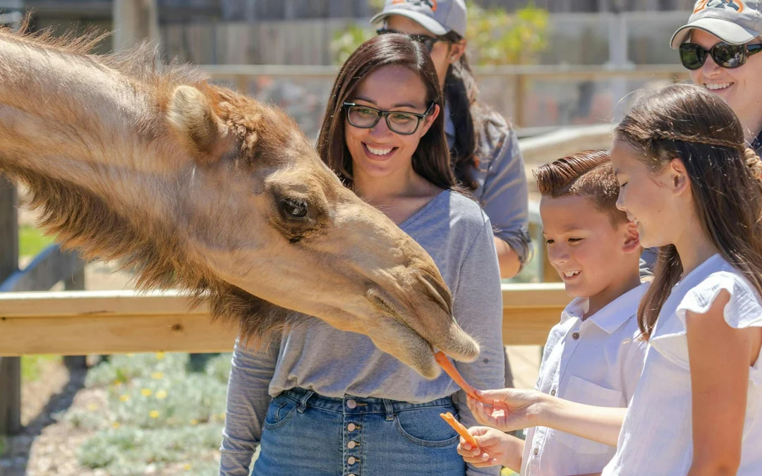 Sydney Zoo Tickets Image 5