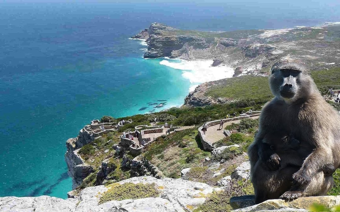 Table Mountain, Bo-Kaap, Cape Point & Penguin Viewing Sightseeing Tour with Hotel Transfers Image 2