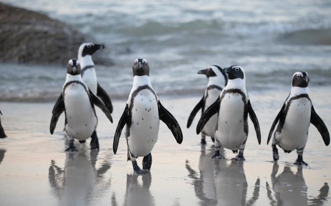 Table Mountain, Bo-Kaap, Cape Point & Penguin Viewing Sightseeing Tour with Hotel Transfers Image 8