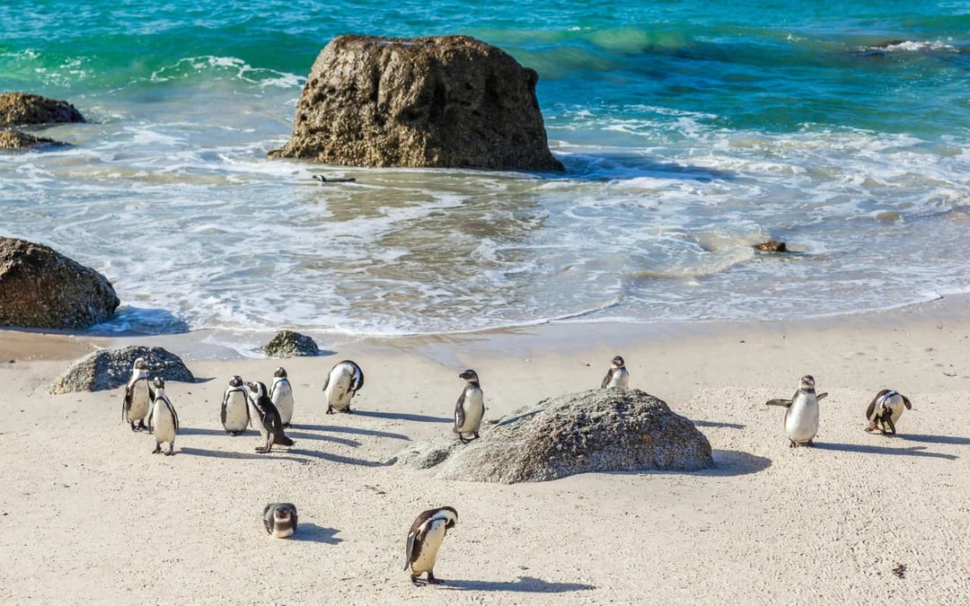 Table Mountain, Cape Point and Boulders Beach Penguins Guided Sightseeing Tour with Park Entry and Hotel Pickup in Cape Town Image 3