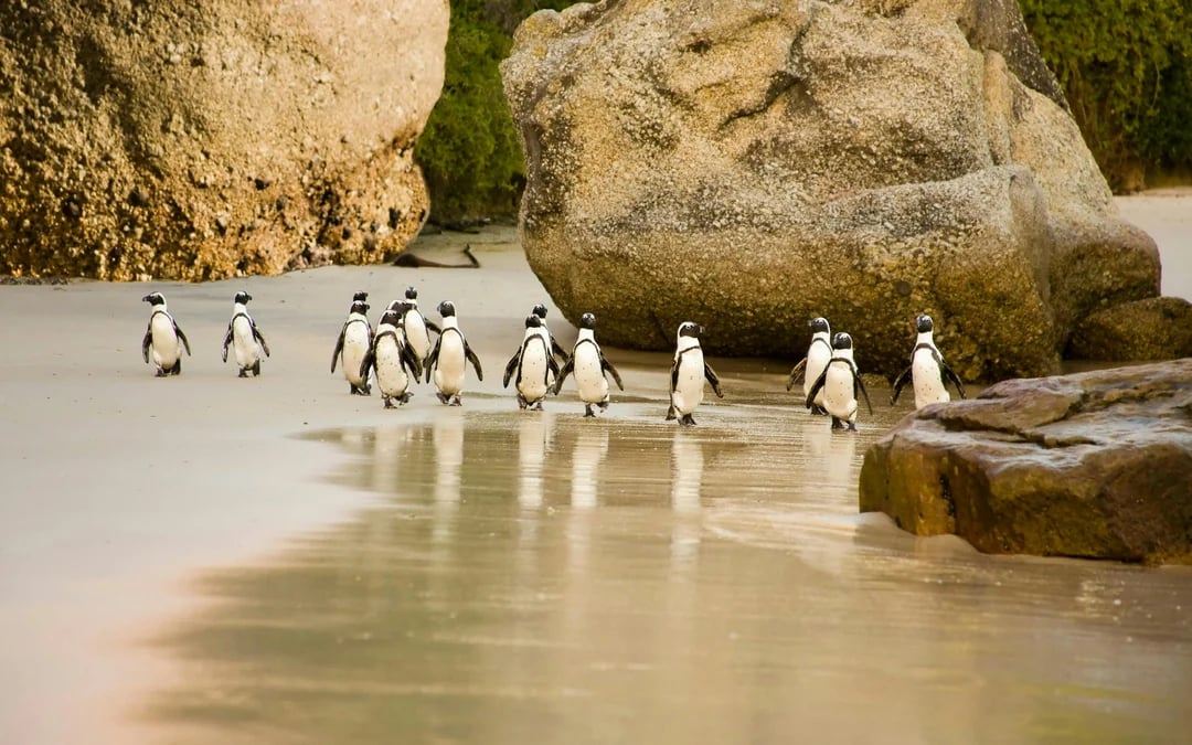 Table Mountain, Cape Point and Boulders Beach Penguins Guided Sightseeing Tour with Park Entry and Hotel Pickup in Cape Town Image 9