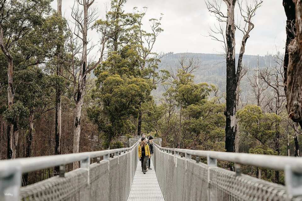 Tahune AirWalk General Entry | Tasmania