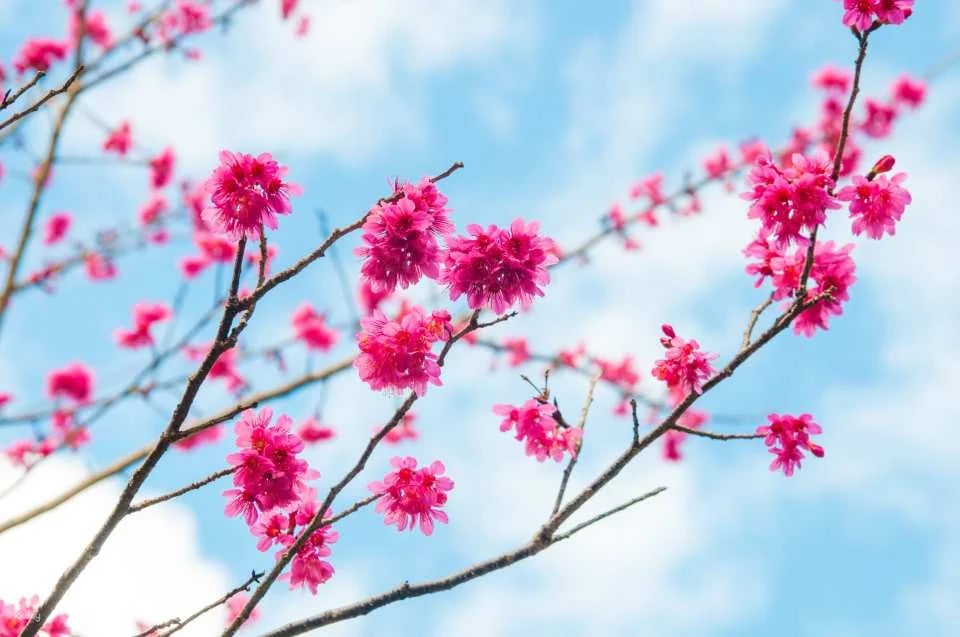 Taichung Baxianshan National Forest Recreation Area Tickets