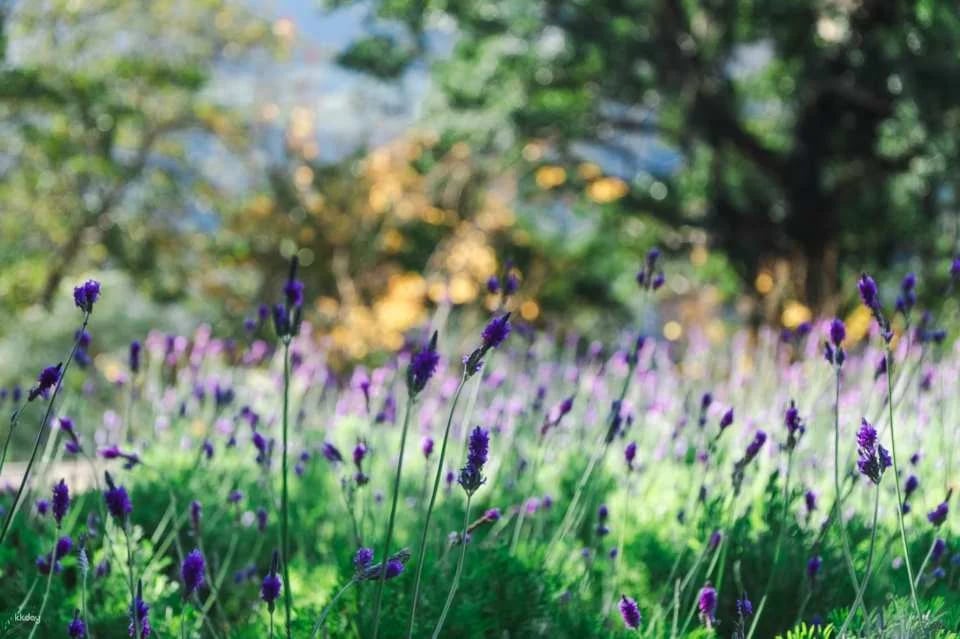 Taichung Lavender Forest Ticket