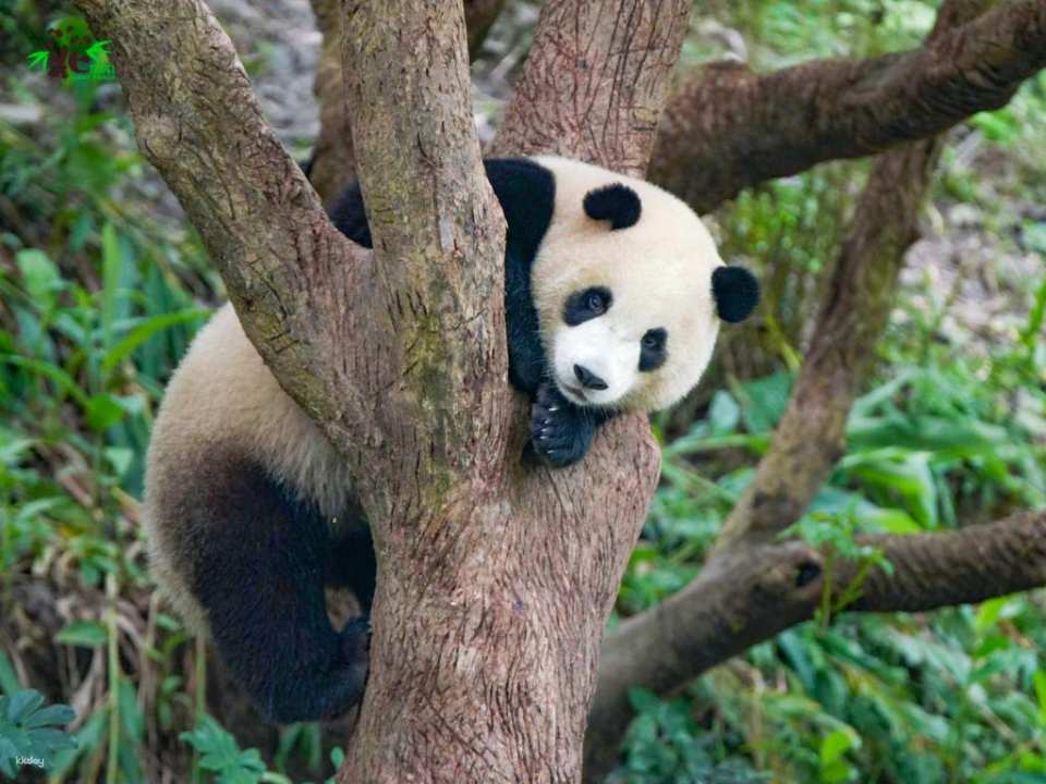 Taipei Zoo Ticket | Taiwan