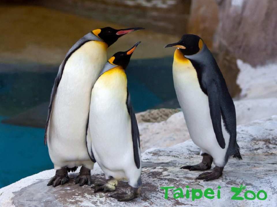 Taipei Zoo Ticket | Taiwan