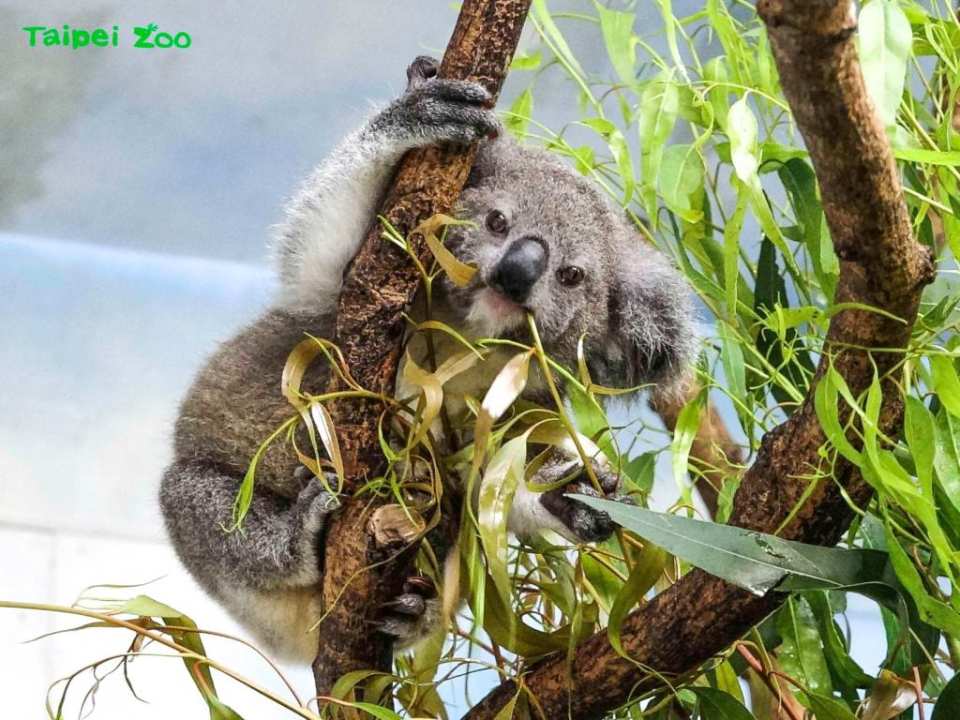 Taipei Zoo Ticket | Taiwan