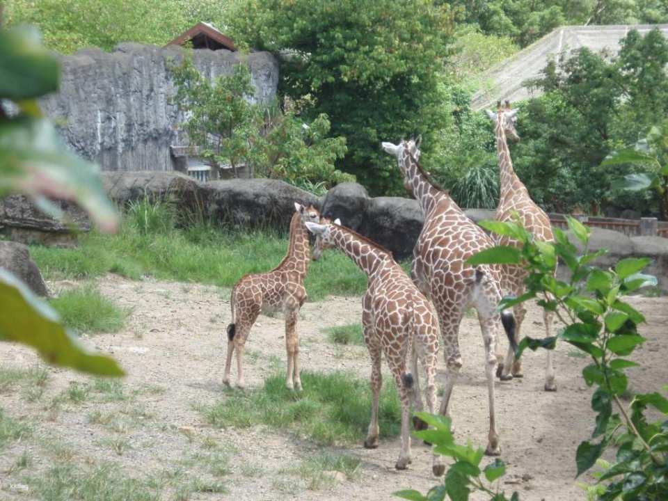 Taipei Zoo Ticket | Taiwan