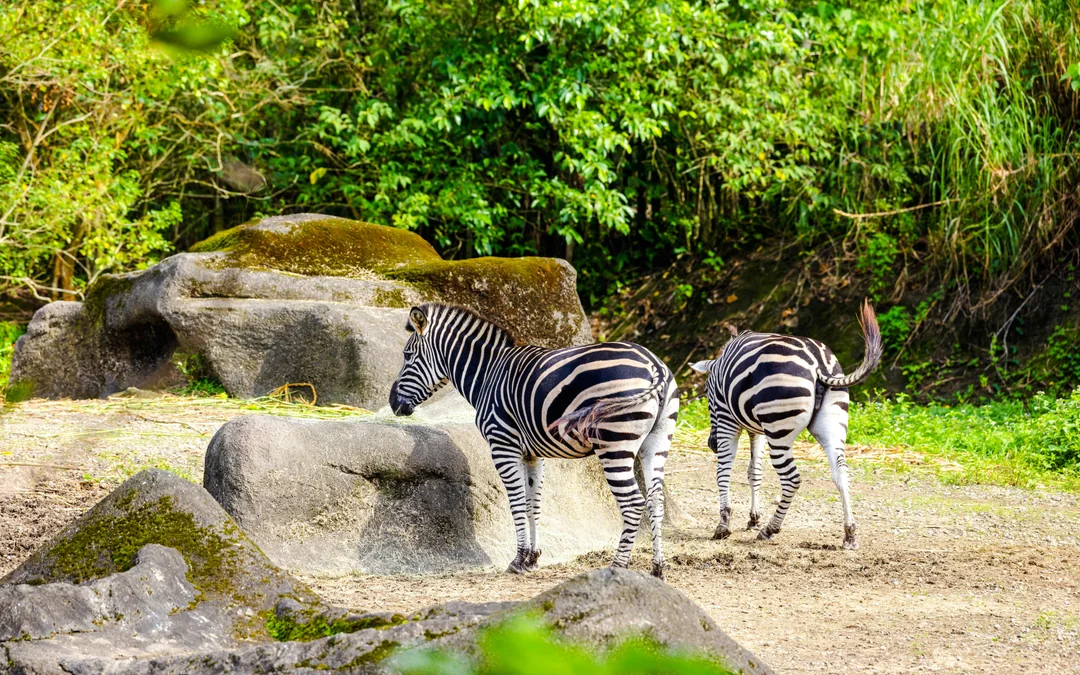 Taipei Zoo Tickets Image 12