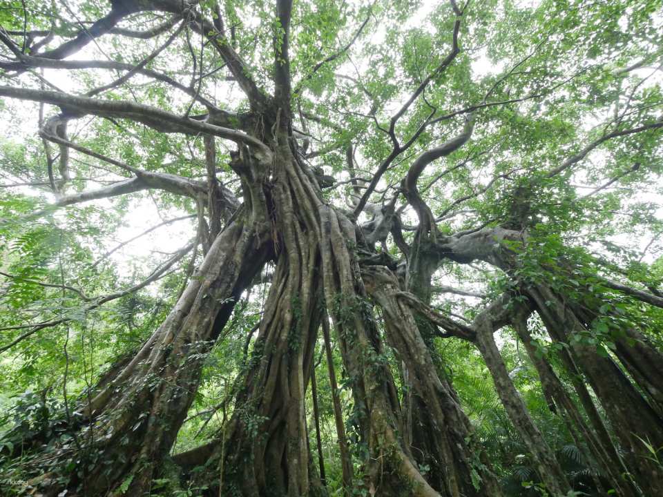Taitung Zhiben National Forest Recreation Area Tickets