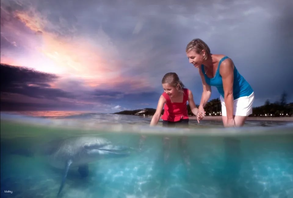 Tangalooma Desert Safari Day Cruise with Bus Transfers from Gold Coast