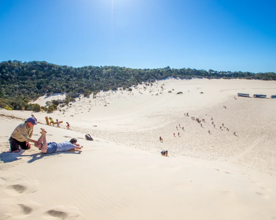 Tangalooma Desert Safari Day Cruise with Bus Transfers from Gold Coast