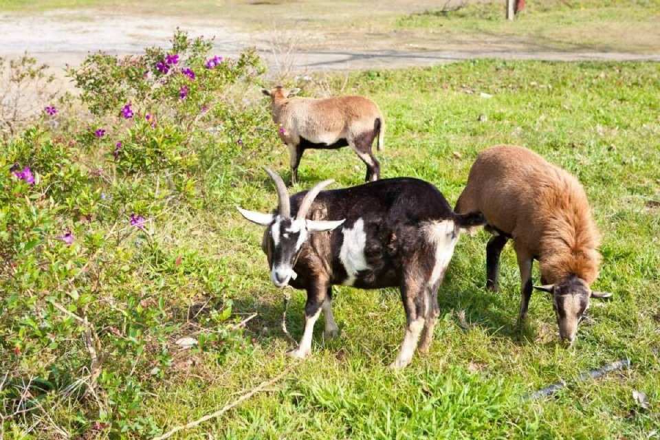 Taoyuan Futian Garden Farm Tickets