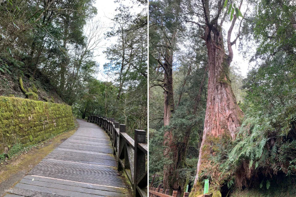 Taoyuan Lala Mountain National Forest Recreation Area Tickets