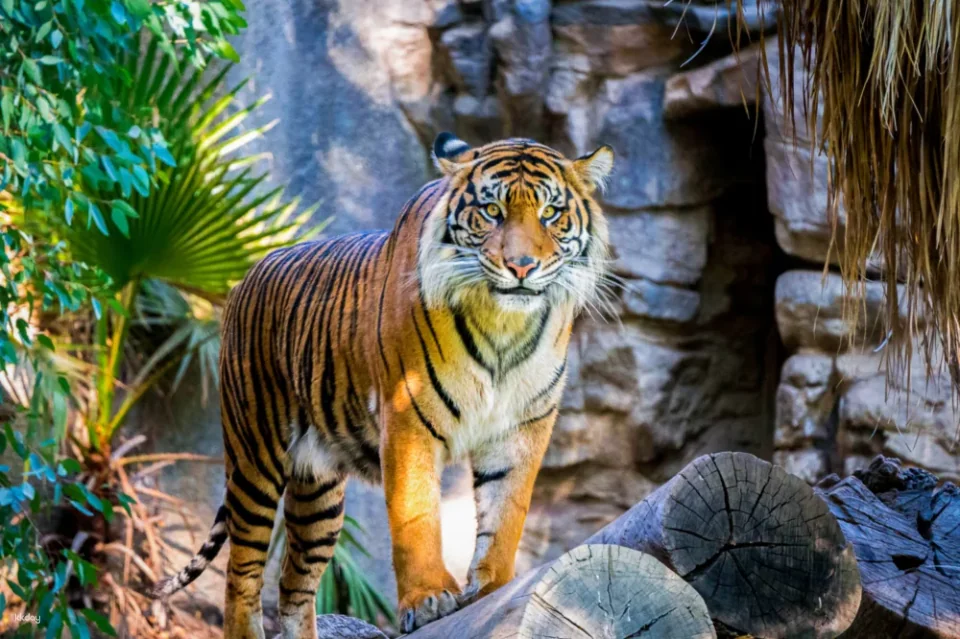 Taronga Zoo Express｜Sydney