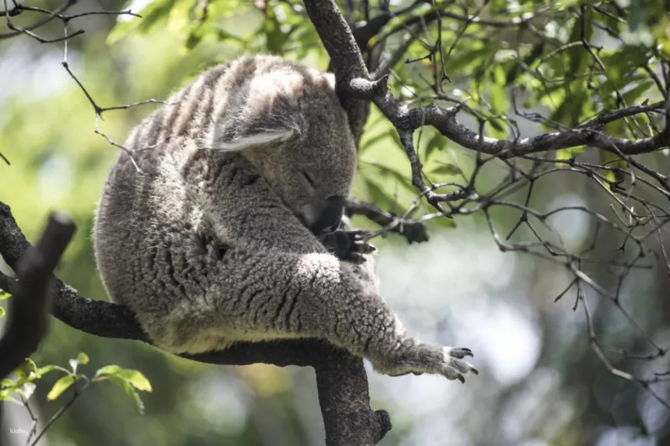 Taronga Zoo Express｜Sydney