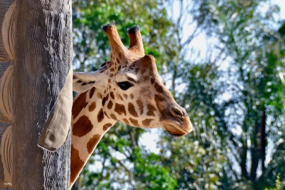 Taronga Zoo Express｜Sydney
