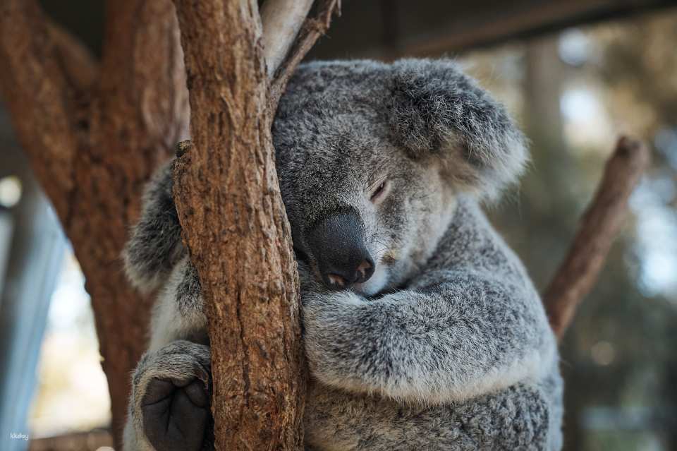 Taronga Zoo Sydney Ticket | Australia