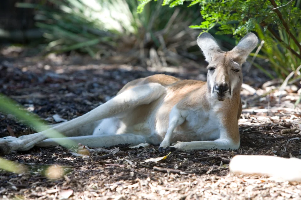 Taronga Zoo Sydney Ticket | Australia