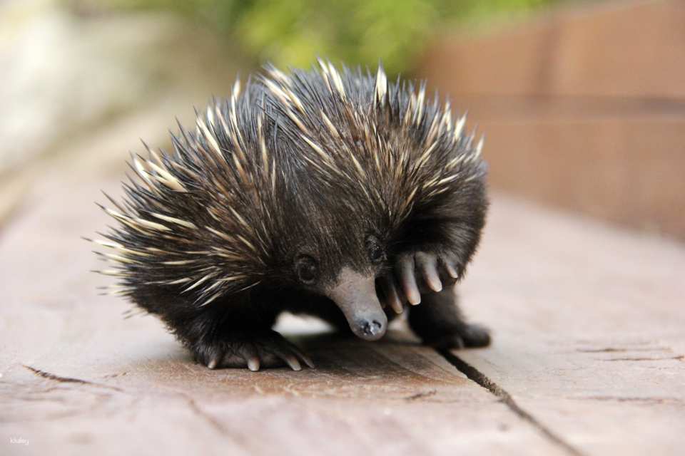 Taronga Zoo Sydney Ticket | Australia
