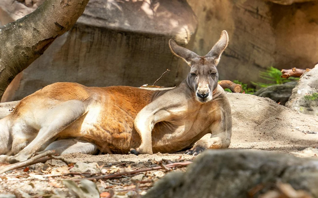 Taronga Zoo Tickets Image 2
