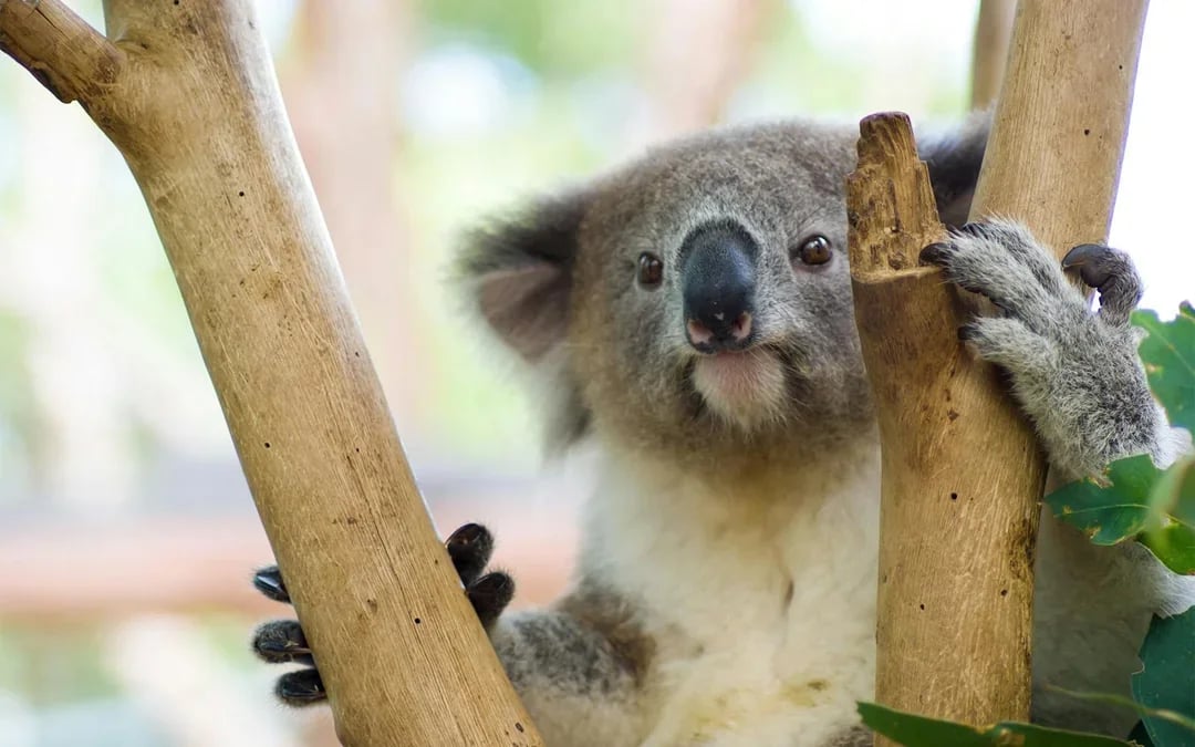 Taronga Zoo Tickets Image 11