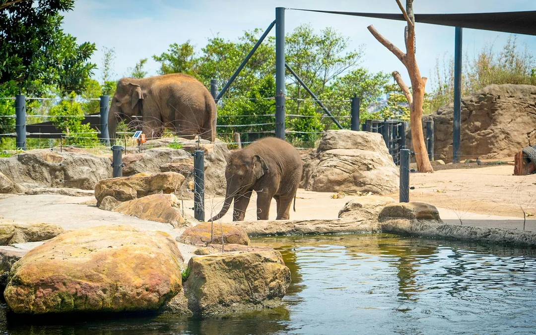 Taronga Zoo Tickets Image 3