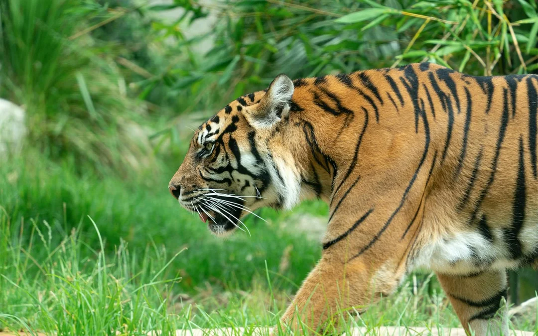 Taronga Zoo Tickets Image 4