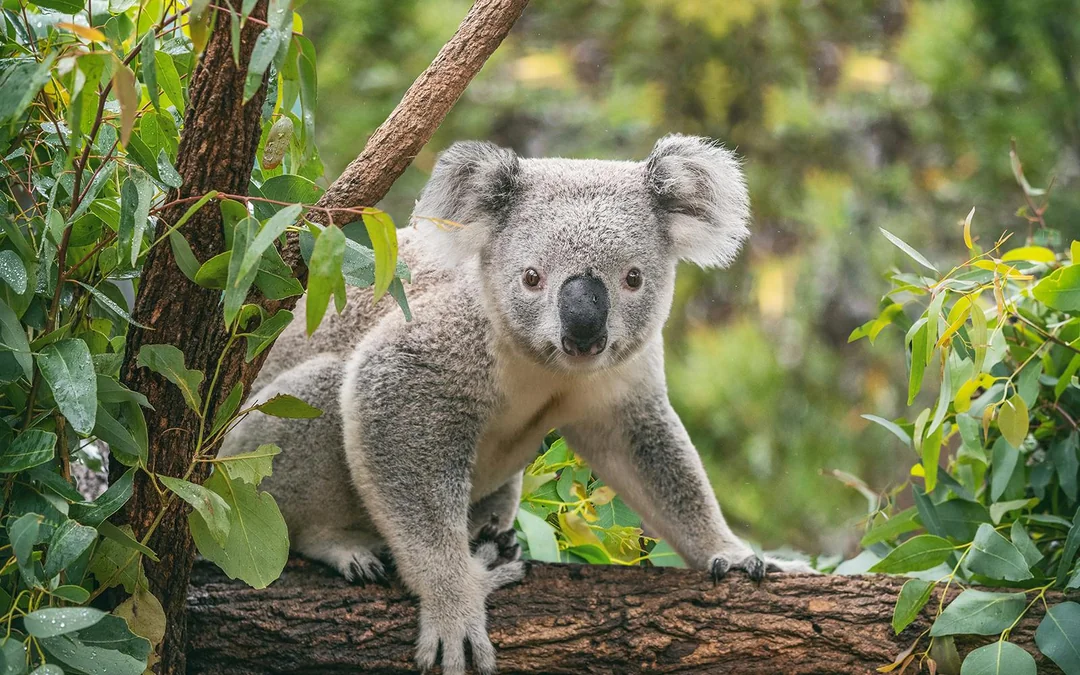 Taronga Zoo Tickets Image 5