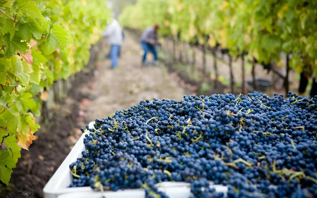 Taste of Chianti: Countryside Flavors & Vineyard Tour and Tastings Image 4