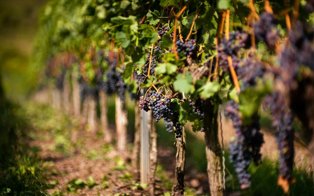 Taste of Chianti: Countryside Flavors & Vineyard Tour and Tastings Image 5