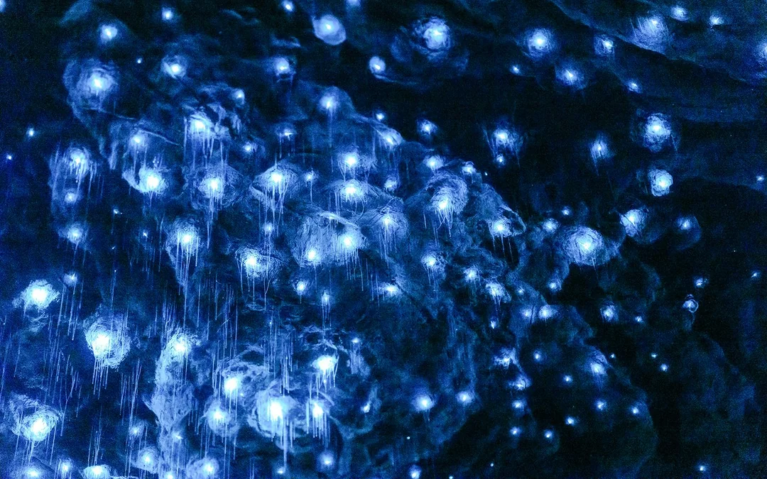 Te Anau Glowworm Caves Guided Tour Image 5