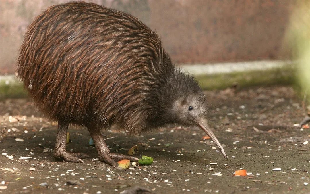 Te Puia: Te Rā Guided Experience Image 11