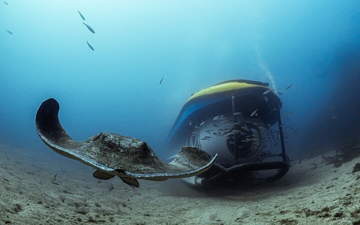 Tenerife Submarine Tour: 1 Hour, No Hotel Pickup Image 4