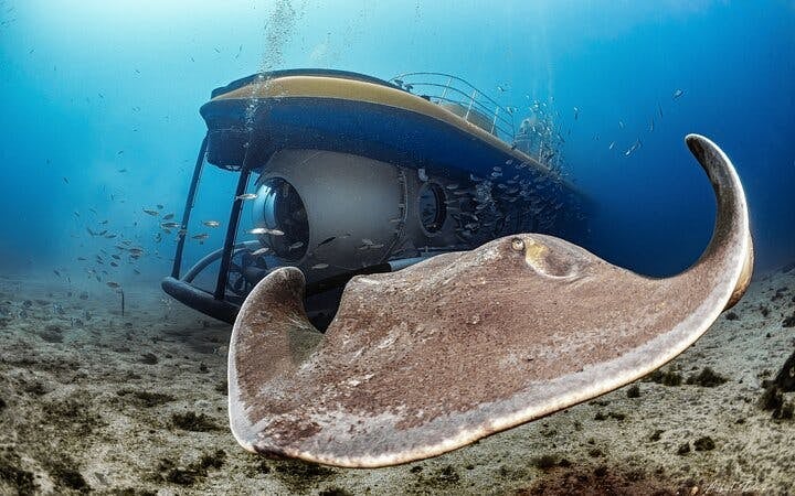 Tenerife Submarine Tour: 1 Hour, No Hotel Pickup Image 7