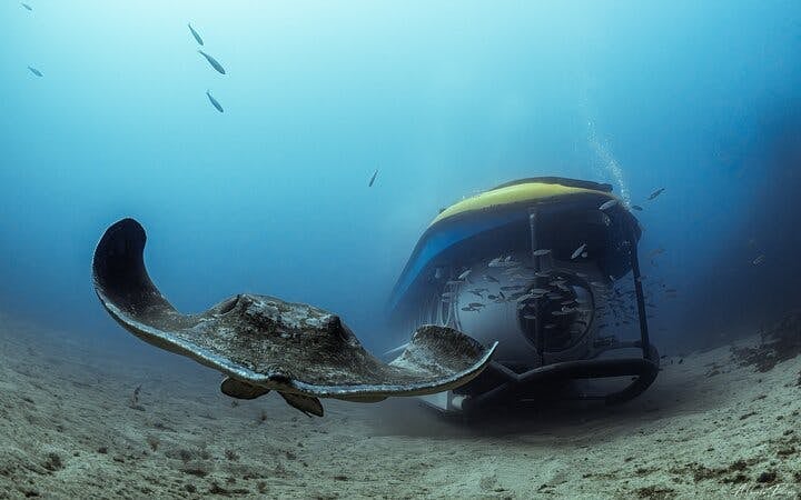 Tenerife Submarine Tour with Los Gigantes Pickup Image 8
