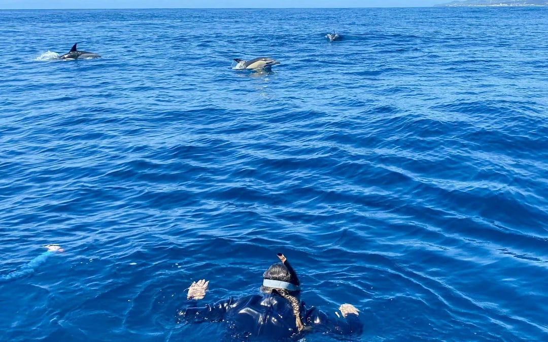 Terceira: Swim With the Dolphins Image 2