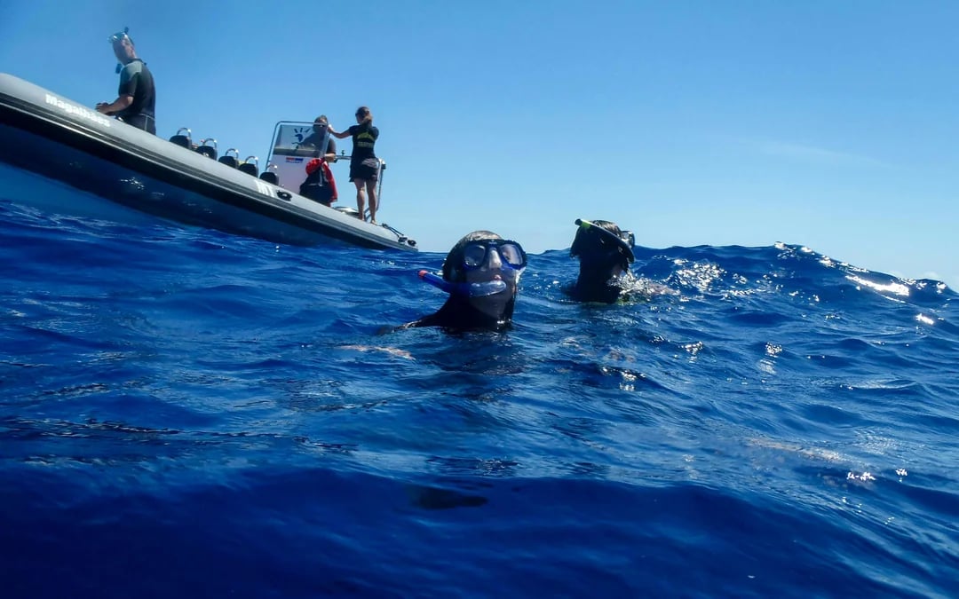 Terceira: Swim With the Dolphins Image 3
