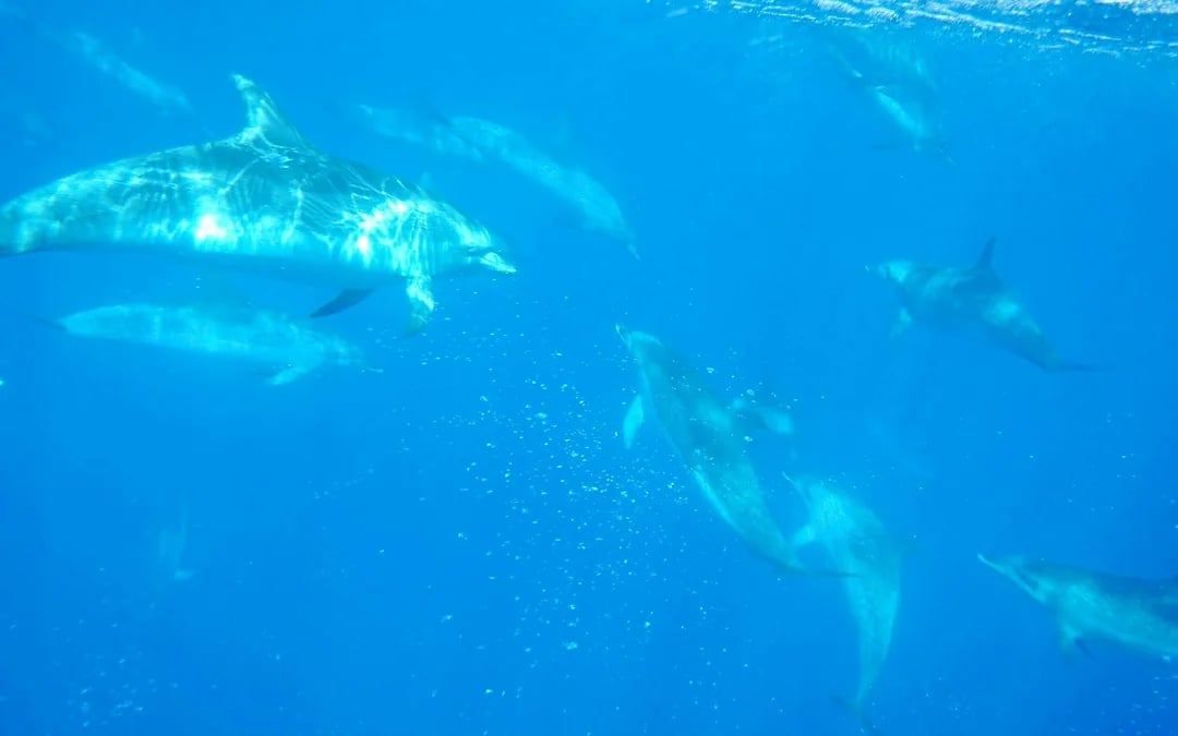 Terceira: Swim With the Dolphins Image 4