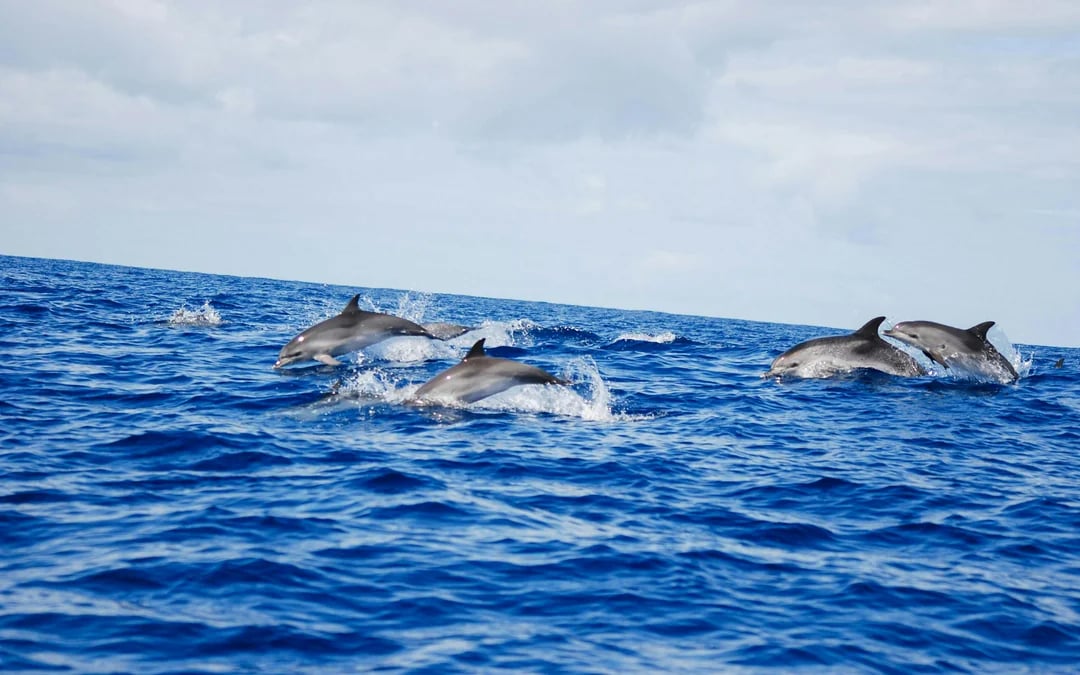 Terceira: Swim With the Dolphins Image 5