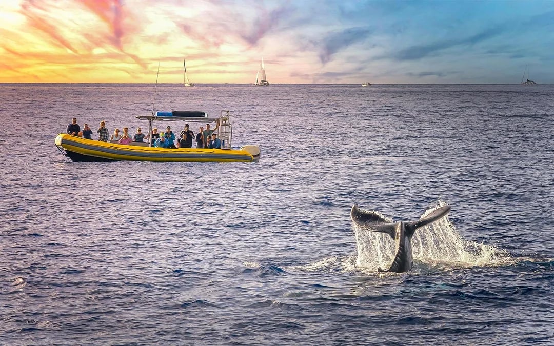 Terceira: Whale Watching Boat Tour Image 2