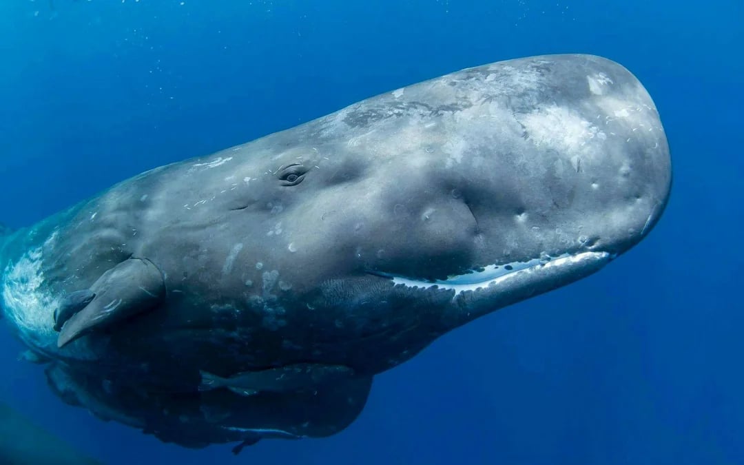 Terceira: Whale Watching Boat Tour Image 3