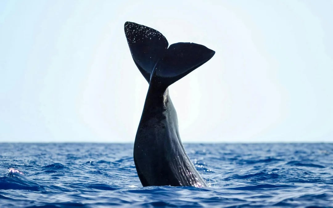 Terceira: Whale Watching Boat Tour Image 4