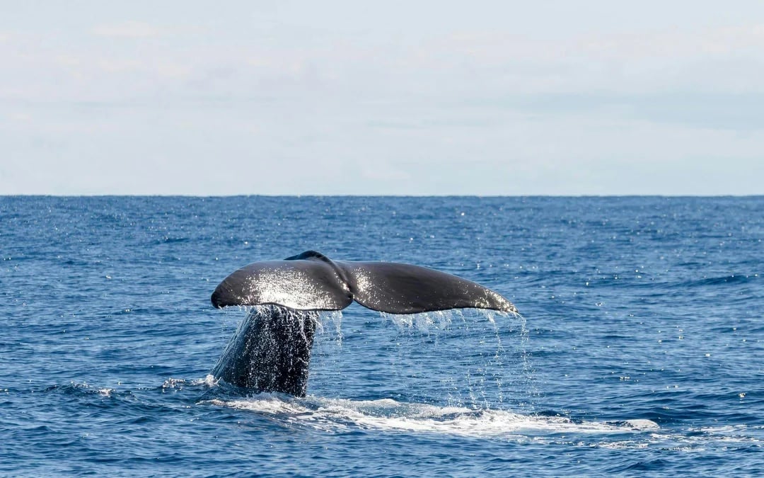 Terceira: Whale Watching Boat Tour Image 6