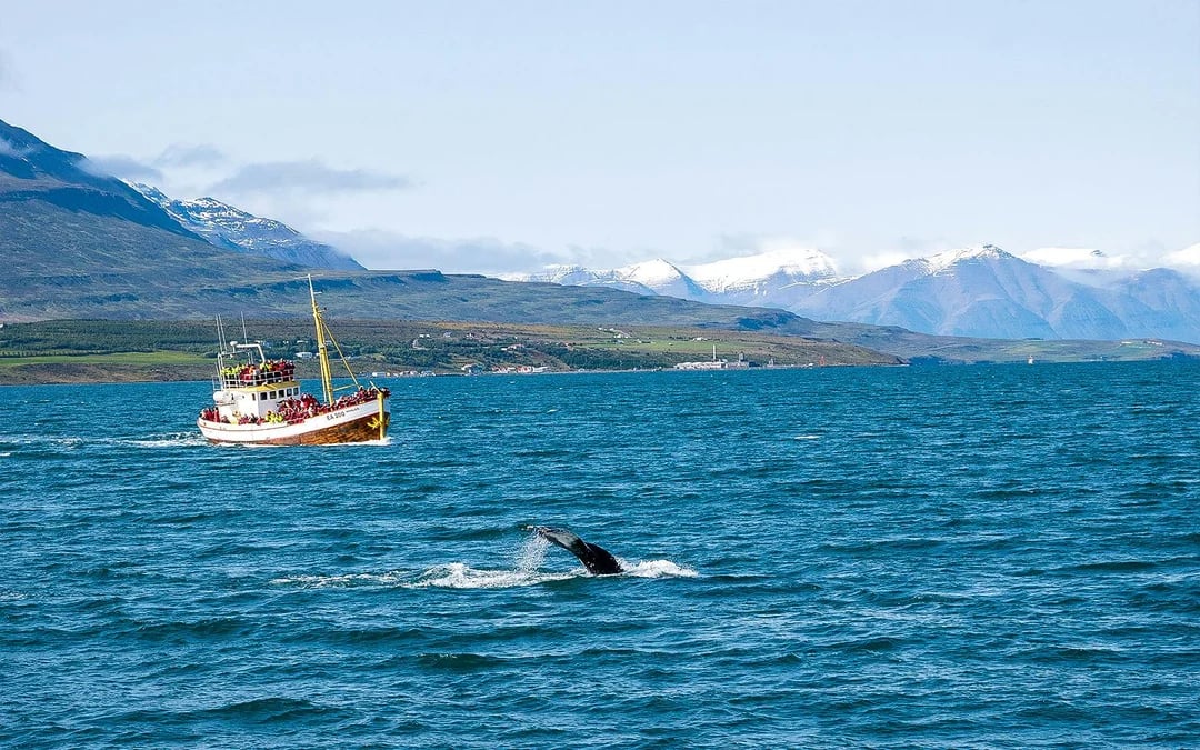 Terceira: Whale Watching Boat Tour Image 7